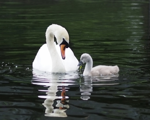 lunchtime with swan and cygnet by rona black