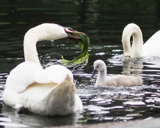 swan family meal by rona black