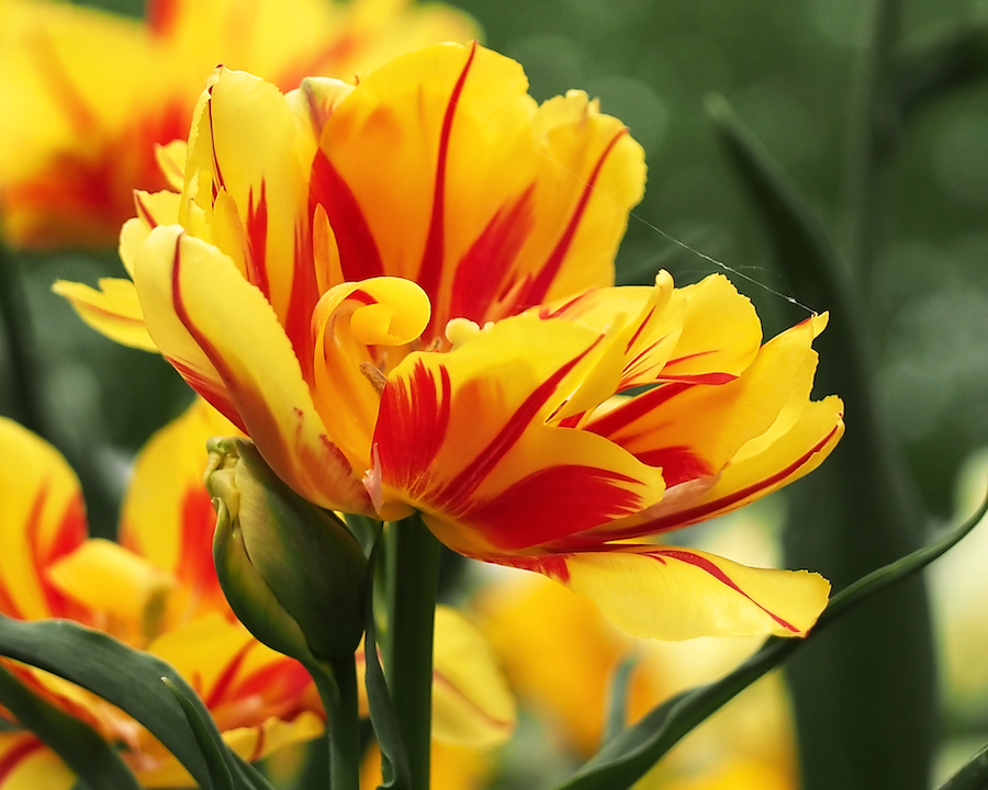 yellow and red triumph tulips