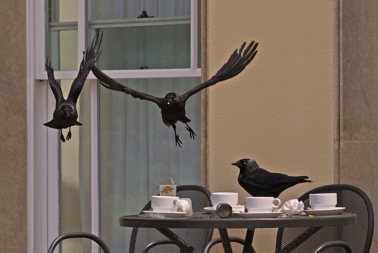 The Birds - crows - Rona Black